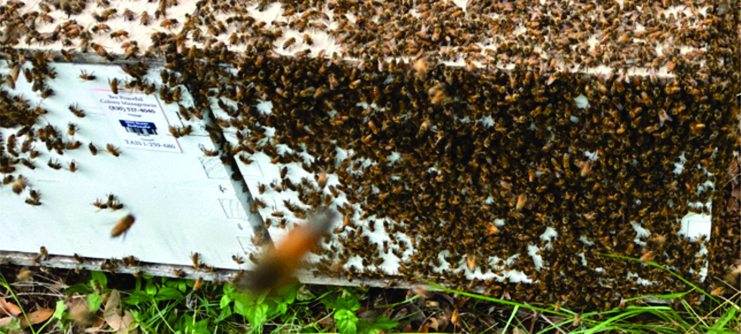 Honeybee Colony Leasing